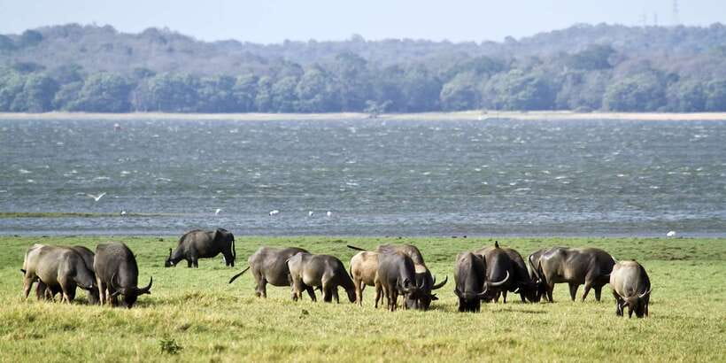 Wilpattu National Park Safari Tour from Colombo - Lunch near Puttalam, with costs to watch