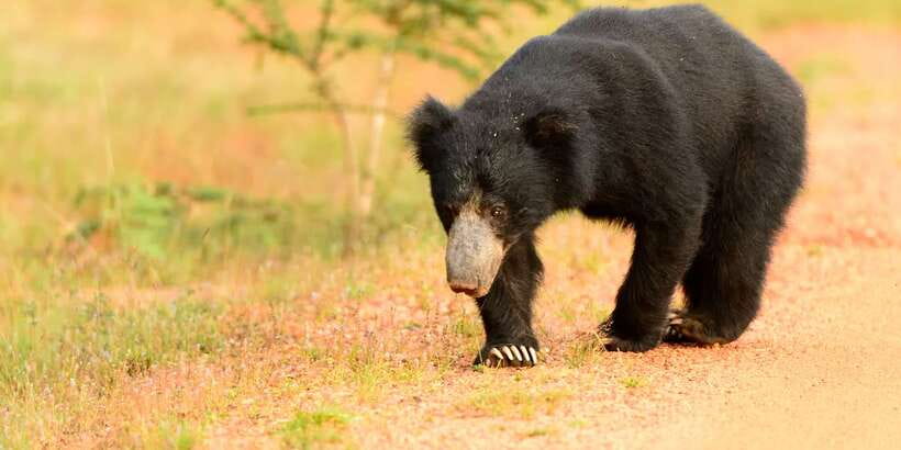 Wilpattu National Park Safari Tour from Colombo - Who should book this Wilpattu day trip?