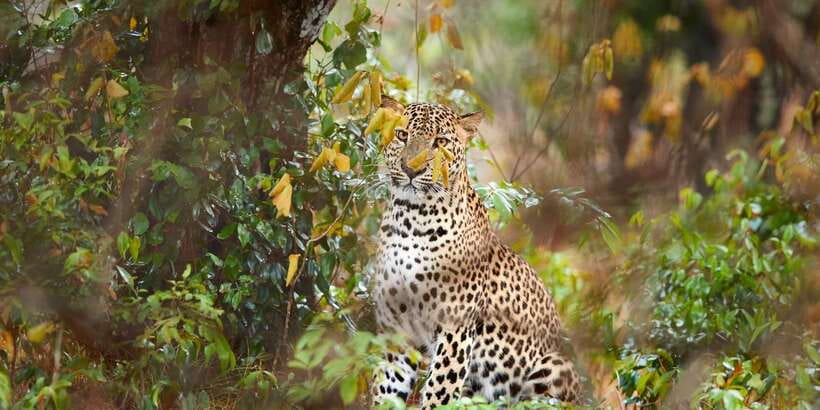 Wilpattu National Park Safari Tour from Colombo - The early pickup and four-hour transfer