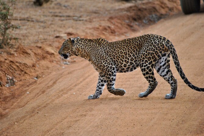 Yala 4h Jeep Safari: Guided Wildlife Experience (All Inclusive) - Key points to know before booking
