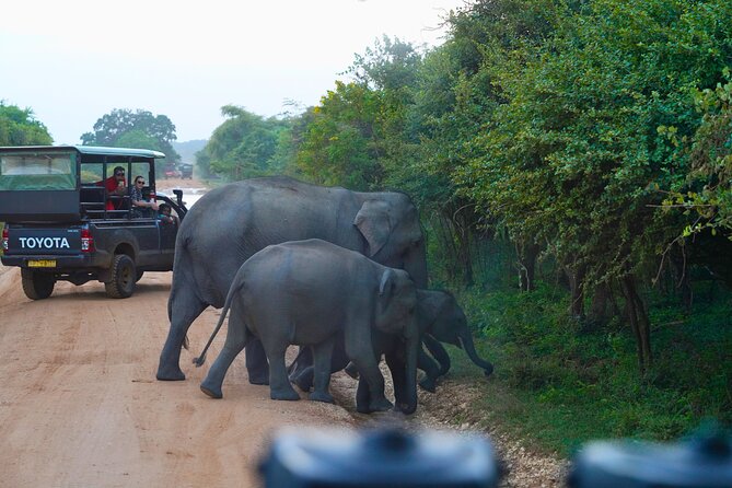 Yala 4h Jeep Safari: Guided Wildlife Experience (All Inclusive) - Why Yala works as a long day from Bentota