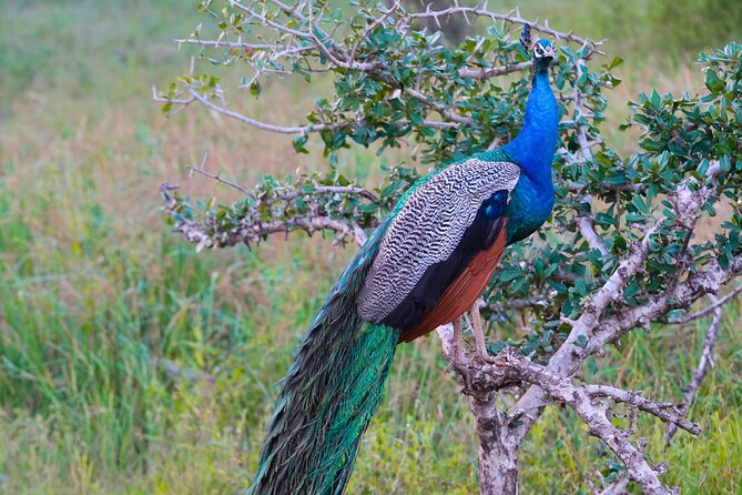 Yala 4h Jeep Safari: Guided Wildlife Experience (All Inclusive) - A picnic break and time to reset