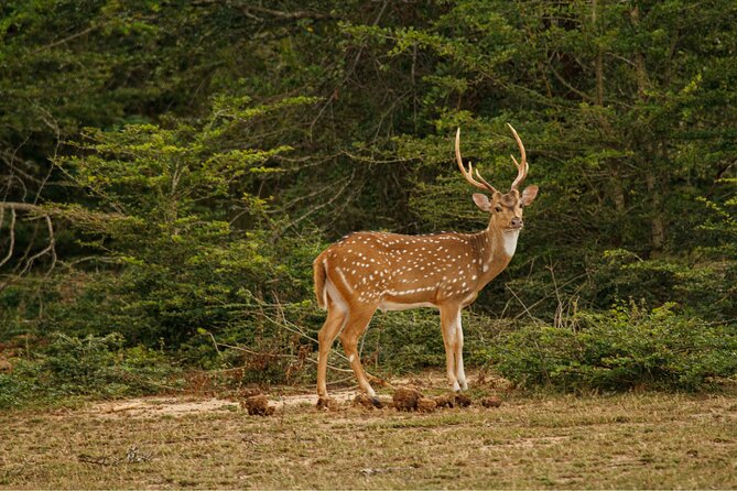 Yala 4h Jeep Safari: Guided Wildlife Experience (All Inclusive) - What the $172 price really covers