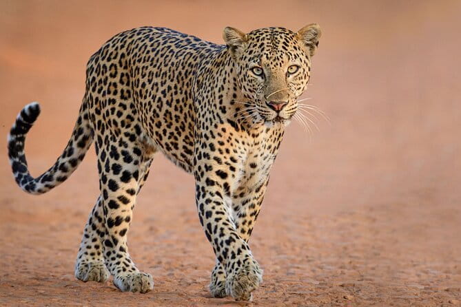 Yala and Udawalawa Safari Tour From Hambantota port - Key points to know before you book