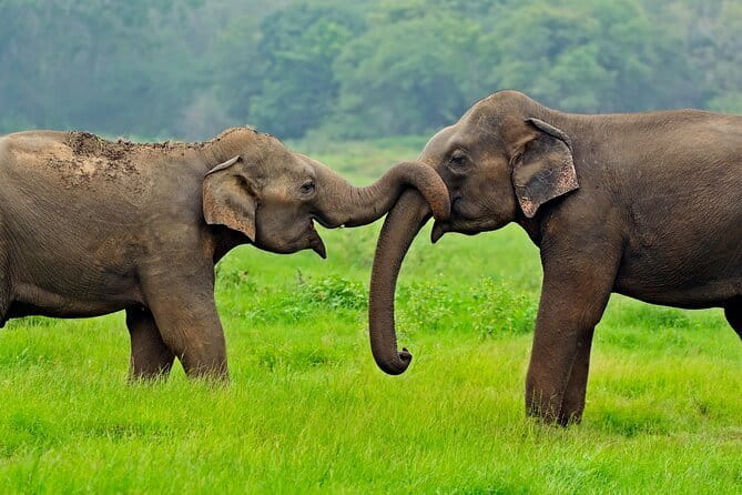 Yala and Udawalawa Safari Tour From Hambantota port - A sensible choice for a port day