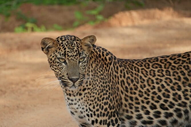 Yala and Udawalawa Safari Tour From Hambantota port - Entering Yala National Park