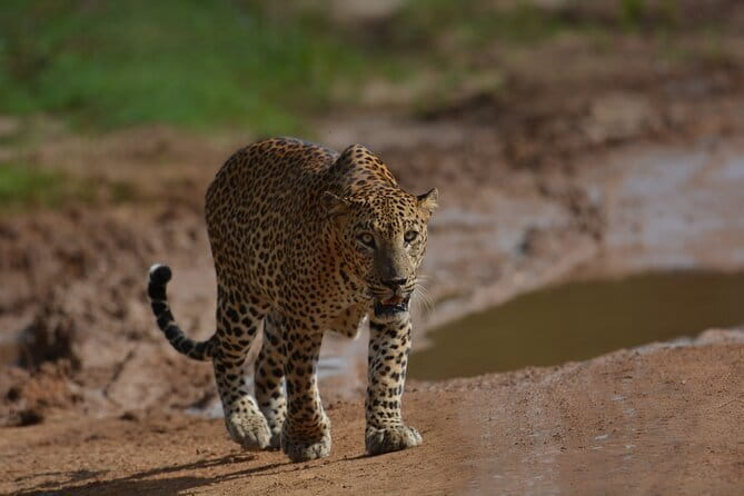 Yala Best Extended Half Day Safari By Ceylon Leopard Safari - Key details before you book