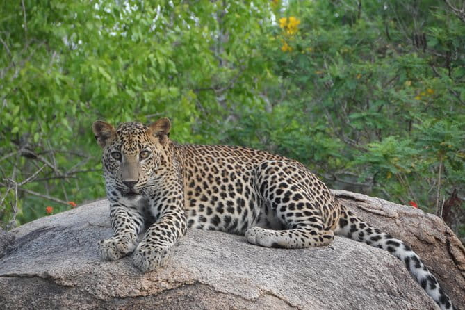 Yala Best Extended Half Day Safari By Ceylon Leopard Safari - Your guide can make or break the drive