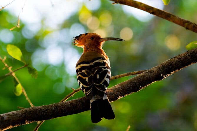 Yala Best Extended Half Day Safari By Ceylon Leopard Safari - Comfort is better than basic, but still safari comfort