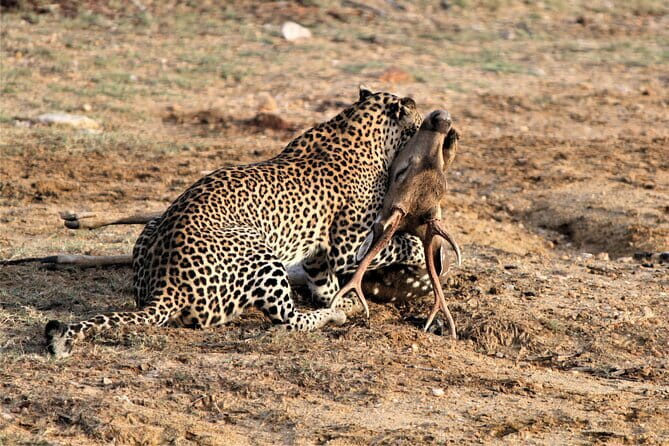 Yala Best Extended Half Day Safari By Ceylon Leopard Safari - Who will enjoy this Yala safari most?