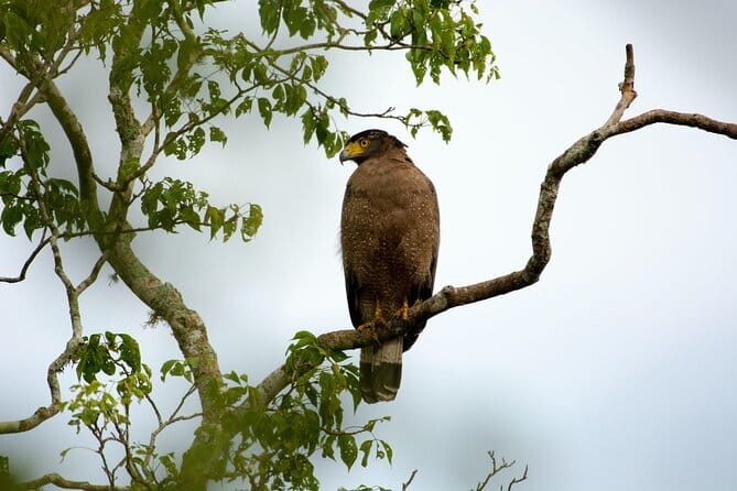 Yala Best Extended Half Day Safari By Ceylon Leopard Safari - Leopard tracking requires patience and luck