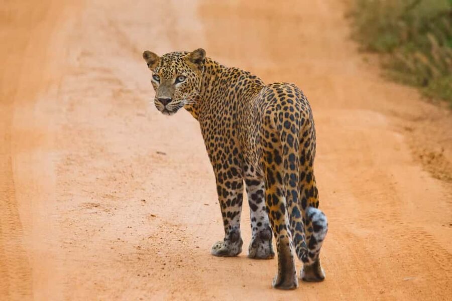 YALA BLOCK 5 & 6 (Weheragala & Lunugamwehera) Safari Tour - Booking details worth checking