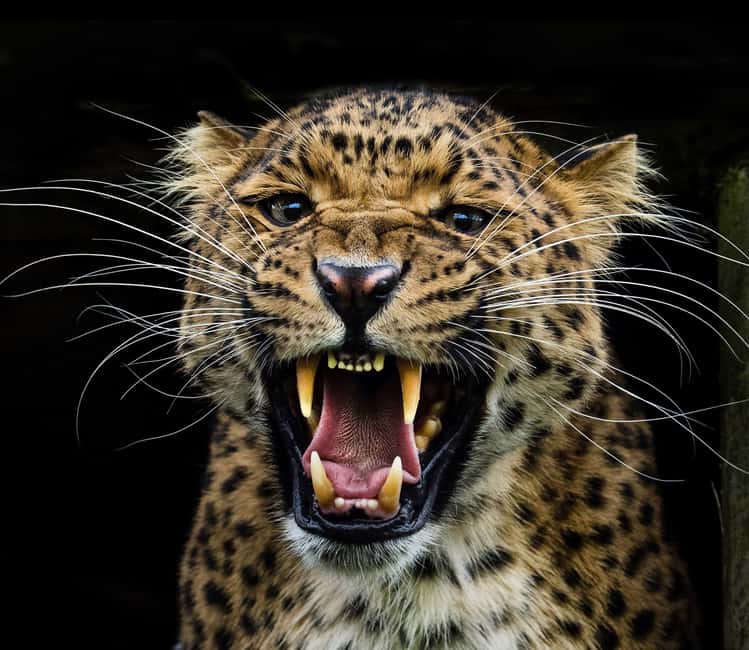 YALA BLOCK 5 & 6 (Weheragala & Lunugamwehera) Safari Tour - The early pickup and the road to the park