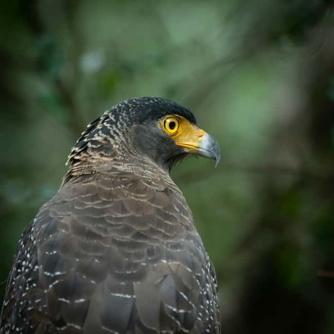 YALA BLOCK 5 & 6 (Weheragala & Lunugamwehera) Safari Tours - What makes this safari worth considering