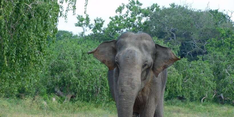 YALA BLOCK 5 & 6 (Weheragala & Lunugamwehera) Safari Tours - Why Blocks 5 and 6 feel different