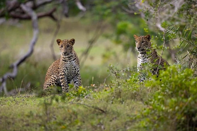 YALA BLOCK 5 & 6 (Weheragala & Lunugamwehera) Safari Tours - The pickup from Tissamaharama, Kataragama, or Debarawewa