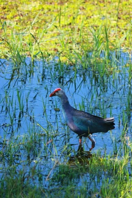 YALA BLOCK 5 & 6 (Weheragala & Lunugamwehera) Safari Tours - What happens inside the park
