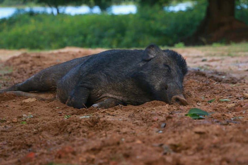 YALA BLOCK 5 & 6 (Weheragala & Lunugamwehera) Safari Tours - Leopards, elephants, and the rest of the animal list