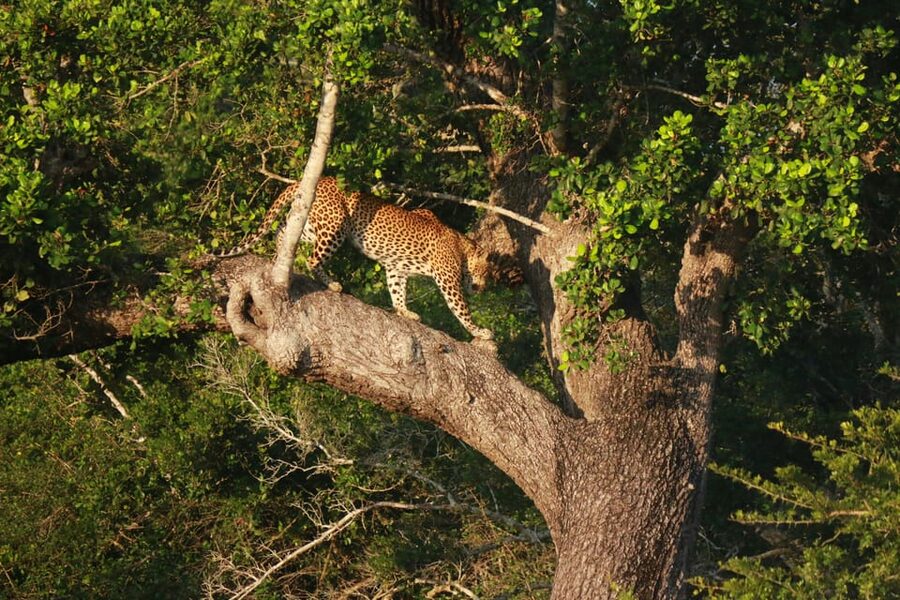 YALA BLOCK 5 & 6 (Weheragala & Lunugamwehera) Safari Tours - The jeep, refreshments, and lunch