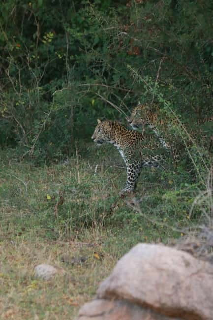 YALA BLOCK 5 & 6 (Weheragala & Lunugamwehera) Safari Tours - Is $36 a good price?