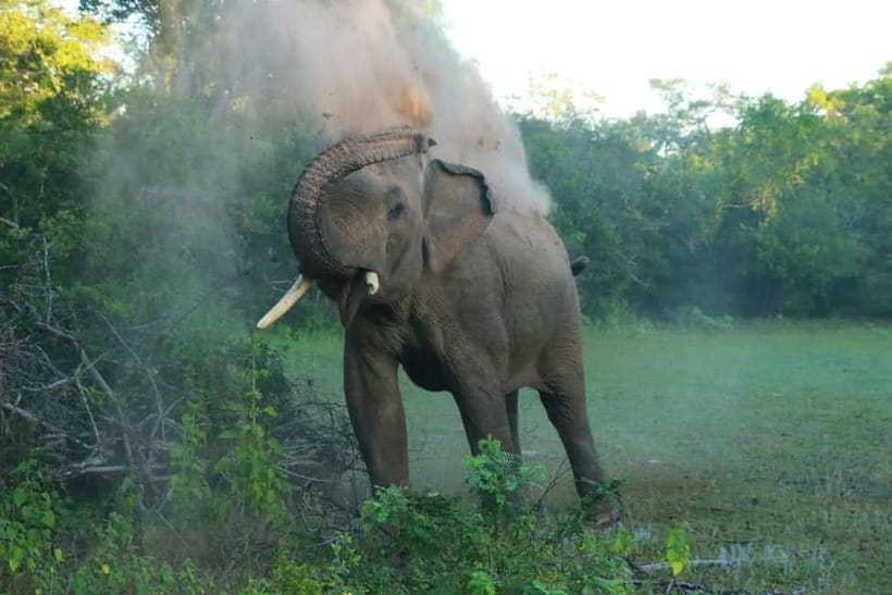 YALA BLOCK 5 & 6 (Weheragala & Lunugamwehera) Safari Tours - Morning or afternoon safari?