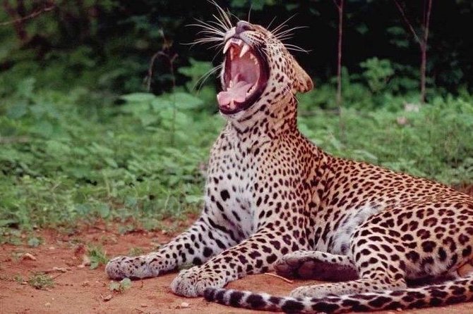 Yala Full Day Private Tour and Safari from Colombo or Negombo - Key points to know before booking