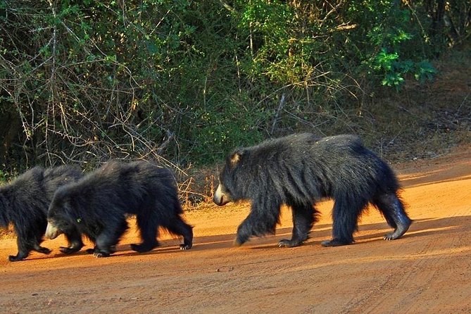 Yala Full Day Private Tour and Safari from Colombo or Negombo - Entering Yala’s forest, grassland, and lagoons