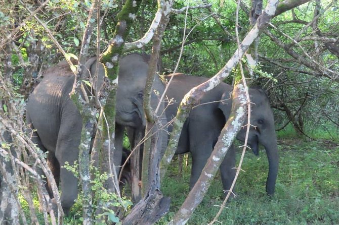 Yala Full Day Private Tour and Safari from Colombo or Negombo - Looking for leopards, elephants, buffalo, and crocodiles