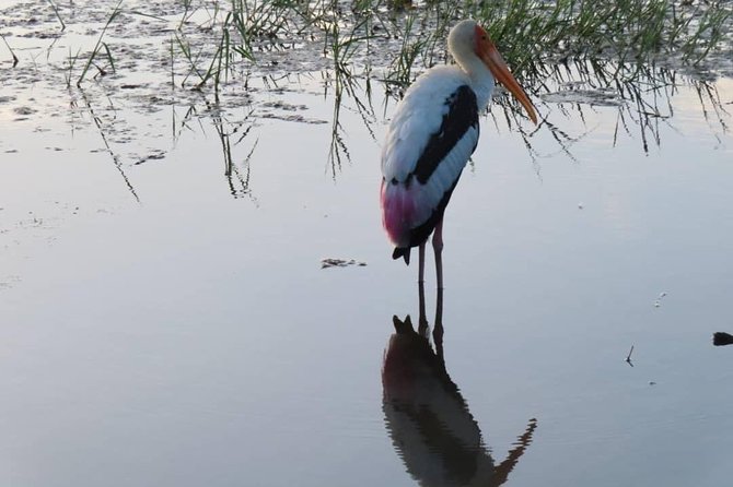 Yala Full Day Private Tour and Safari from Colombo or Negombo - A realistic look at the communication issue