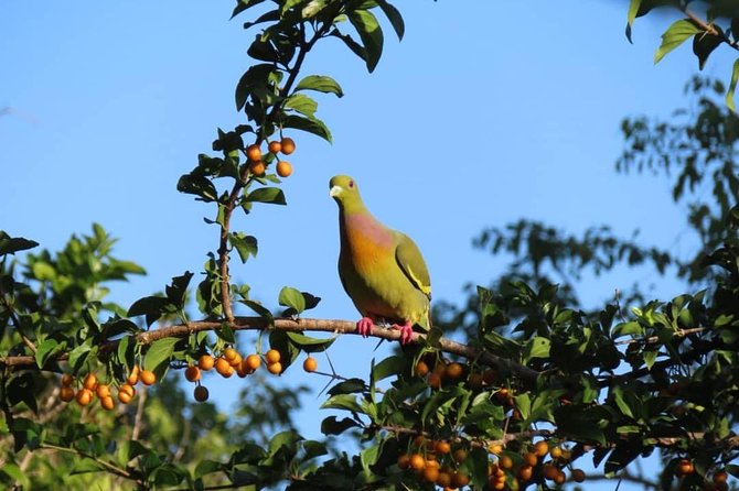 Yala Full Day Private Tour and Safari from Colombo or Negombo - The 6:00 am pickup and private road journey