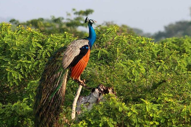 Yala Full Day Safari with Picnic Lunch - Private & All Inclusive - The early pickup from Colombo and other bases
