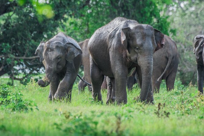 Yala Half Day Safari from Hambantota Port Shore Excursion - From Hambantota Port to Yala’s entrance
