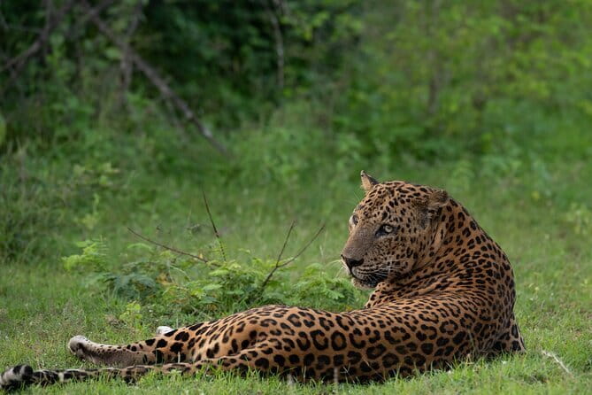 Yala Mk Safari Tour & Taxi Service - Key points to know before booking