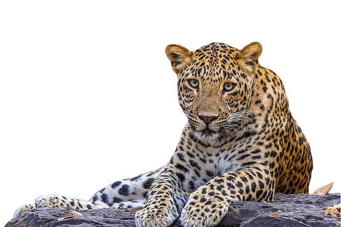 Yala Mk Safari Tour & Taxi Service - Why Yala is worth the early start