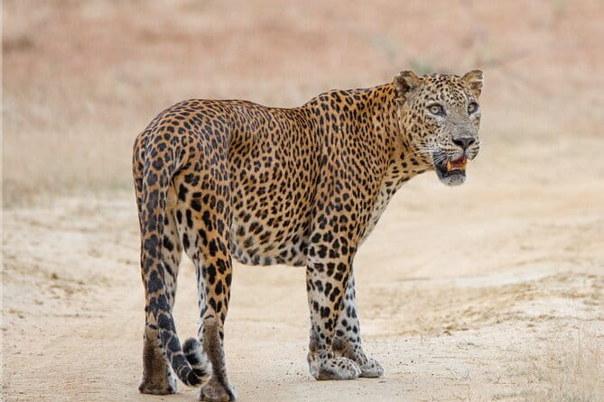 Yala Mk Safari Tour & Taxi Service - Wildlife expectations: leopards, elephants, and the smaller wins