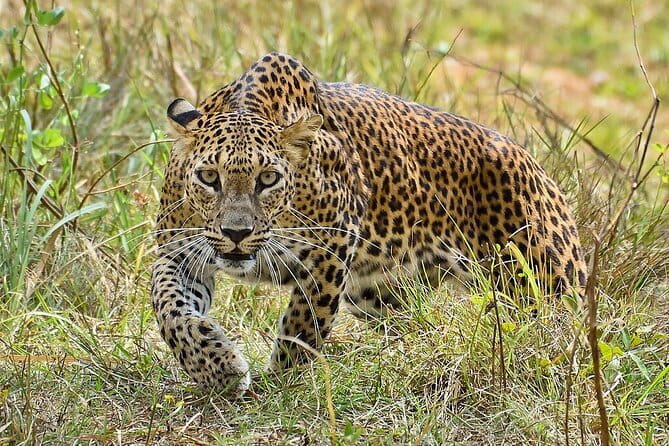 Yala Mk Safari Tour & Taxi Service - How the value compares with the price