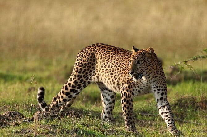 Yala Mk Safari Tour & Taxi Service - Choosing the right safari length