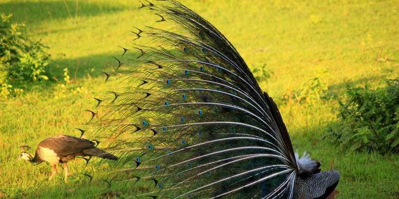 Yala: Morning or Afternoon All-inclusive Private Safari - Should you book it?