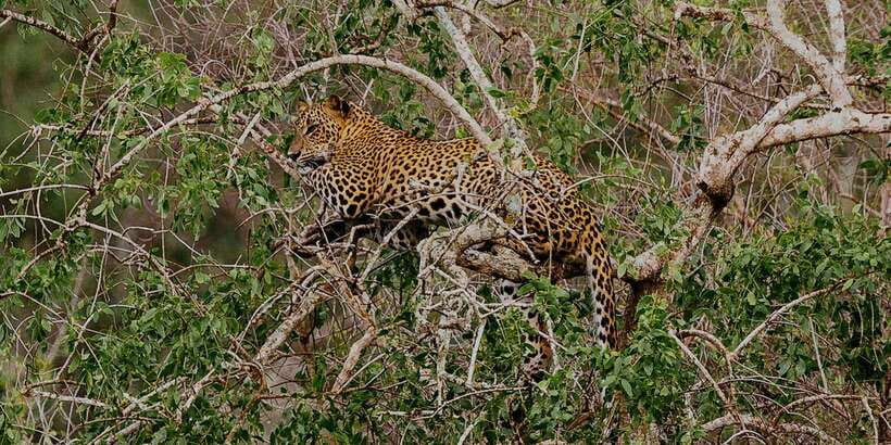 Yala: Morning or Afternoon All-inclusive Private Safari - Leaving your hotel for Yala National Park