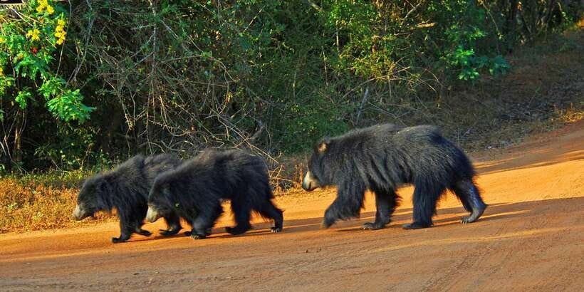 Yala: Morning or Afternoon All-inclusive Private Safari - The three-hour game drive