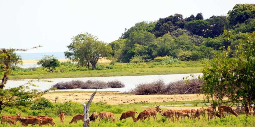 Yala: Morning or Afternoon All-inclusive Private Safari - Afternoon safari or morning departure?