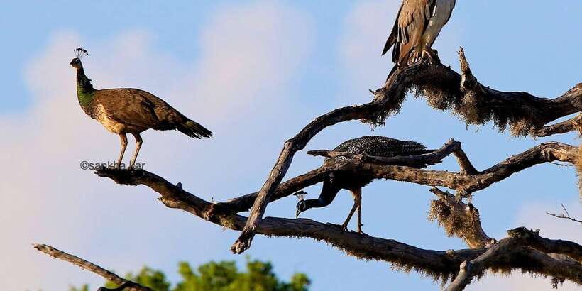 Yala: Morning or Afternoon All-inclusive Private Safari - Snacks, water, and practical comfort