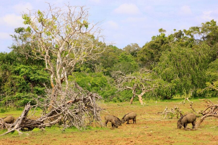 Yala: Morning or Afternoon All-inclusive Private Safari - Is $90 per person good value?