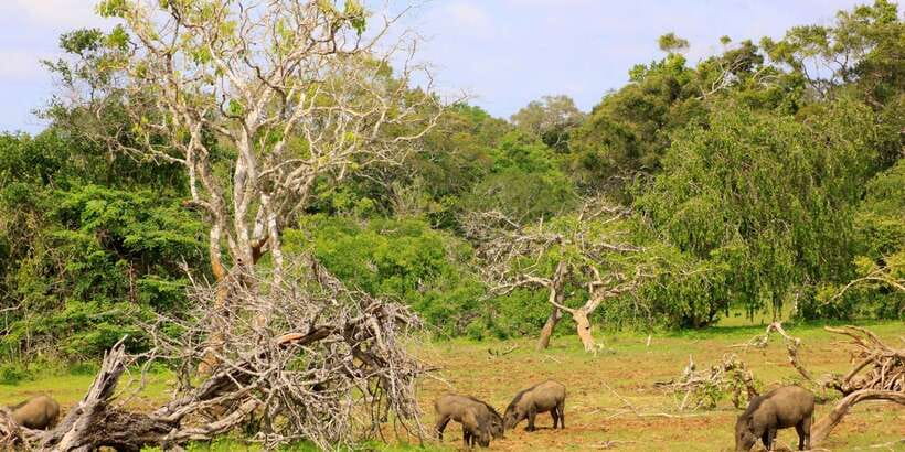 Yala: Morning or Afternoon All-inclusive Private Safari - Who will enjoy this Yala safari most?