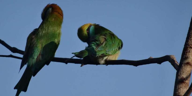 Yala: Morning or Afternoon All-inclusive Private Safari - Booking details worth checking