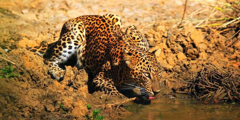 Yala: Morning or Afternoon All-inclusive Private Safari - Inside the safari vehicle