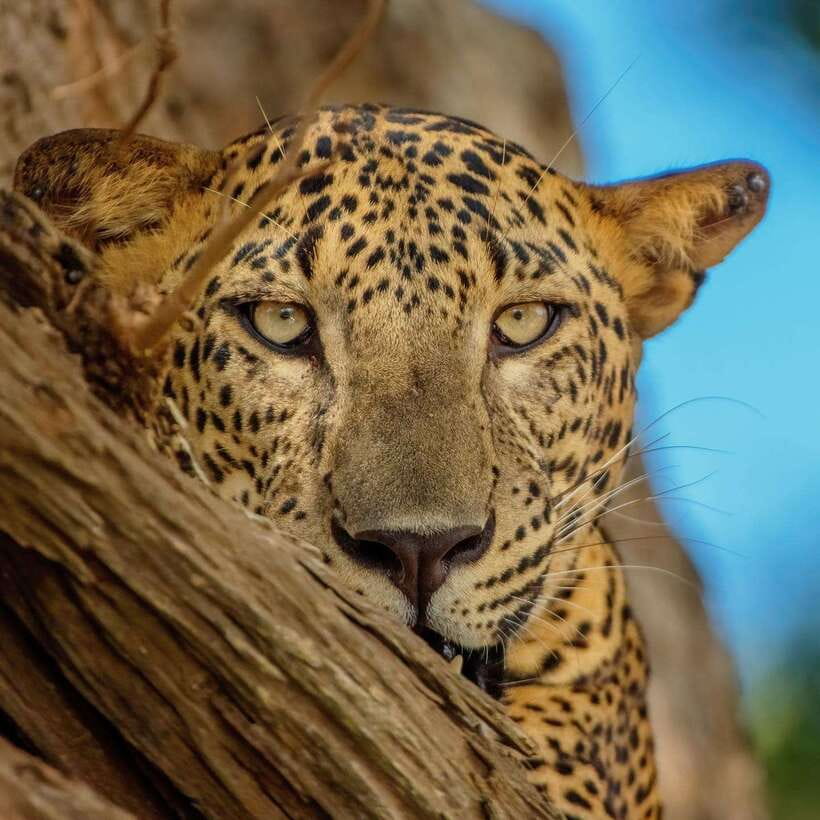 Yala National Park: 7 hour & 12 hour Leopard Safari Tours - Key points before you book