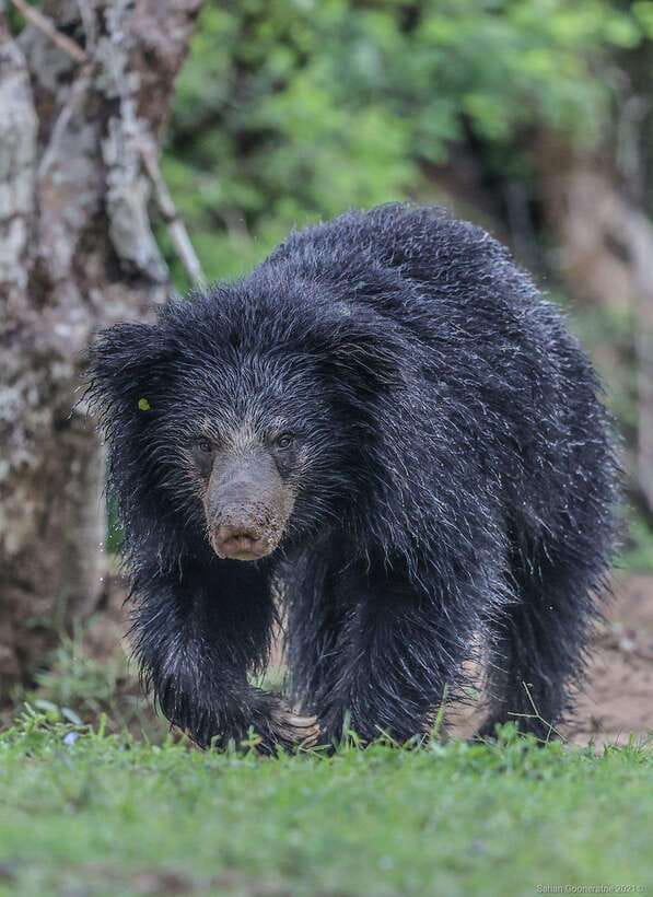 Yala National Park: 7 hour & 12 hour Leopard Safari Tours - The jeep ride into Yala National Park