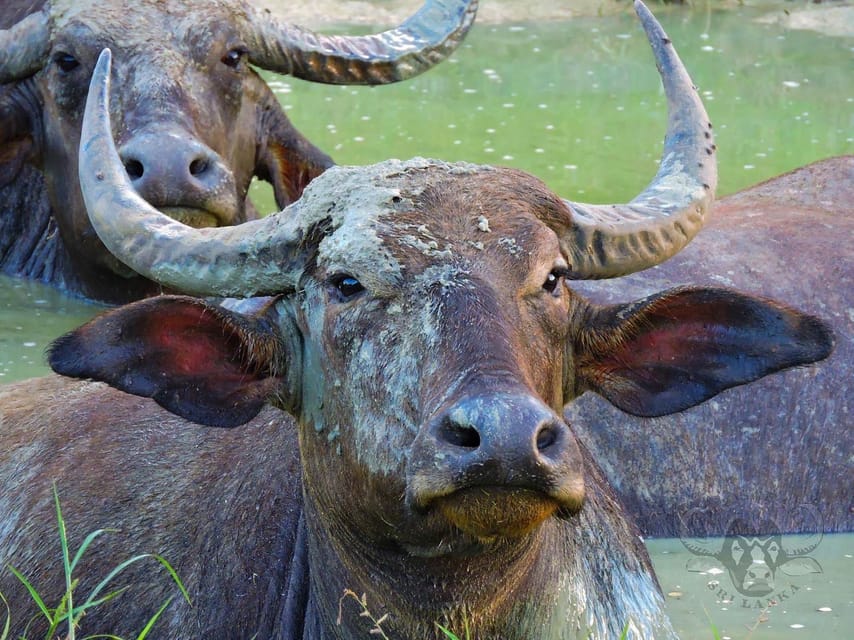Yala National Park: 7 hour & 12 hour Leopard Safari Tours - How the 7-hour and 12-hour options differ