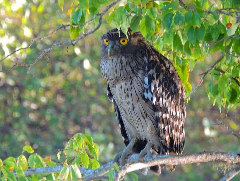 Yala National Park: 7 hour & 12 hour Leopard Safari Tours - Breakfast, lunch, water, and the long wait